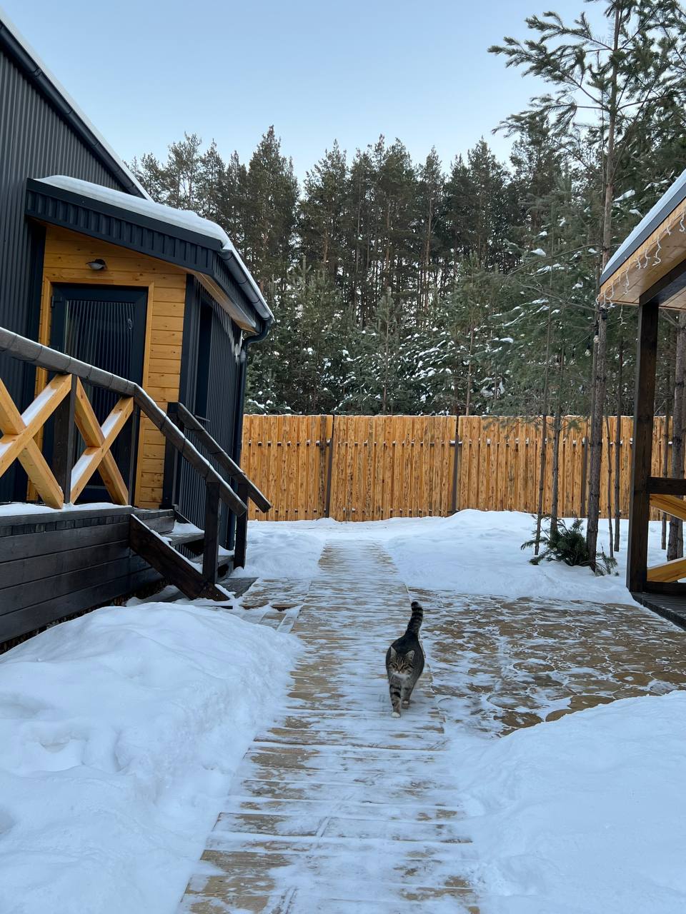 Фото Два Лося