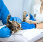 Doktor Aybolit (Rodonitovaya Street, 26), clínica veterinaria