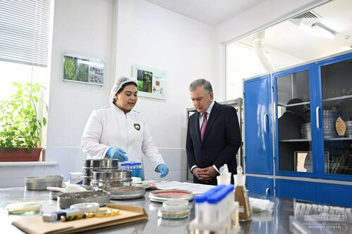 Mushuklar va mushuklar