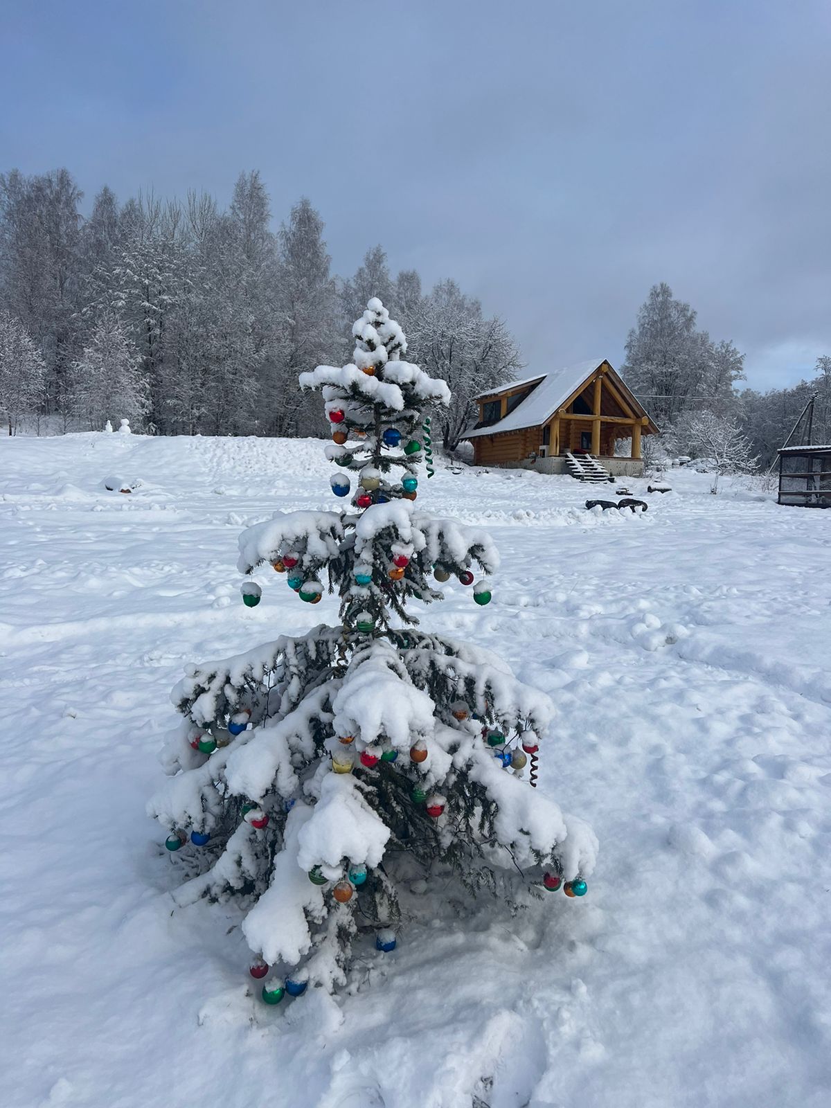 Фото Веселые гуси