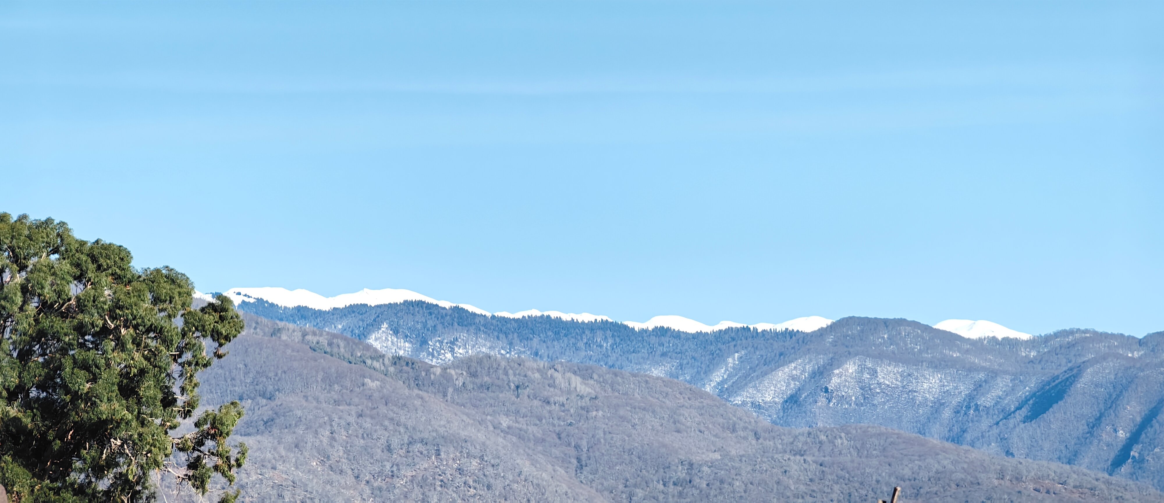 Фото Платан-Paradise