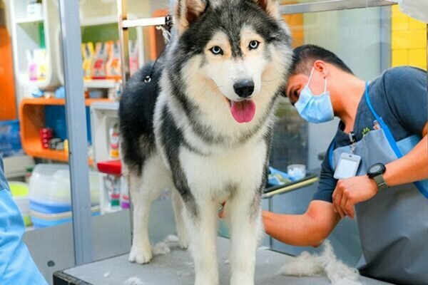 Pet salon Wellpet, Abu Dhabi, photo