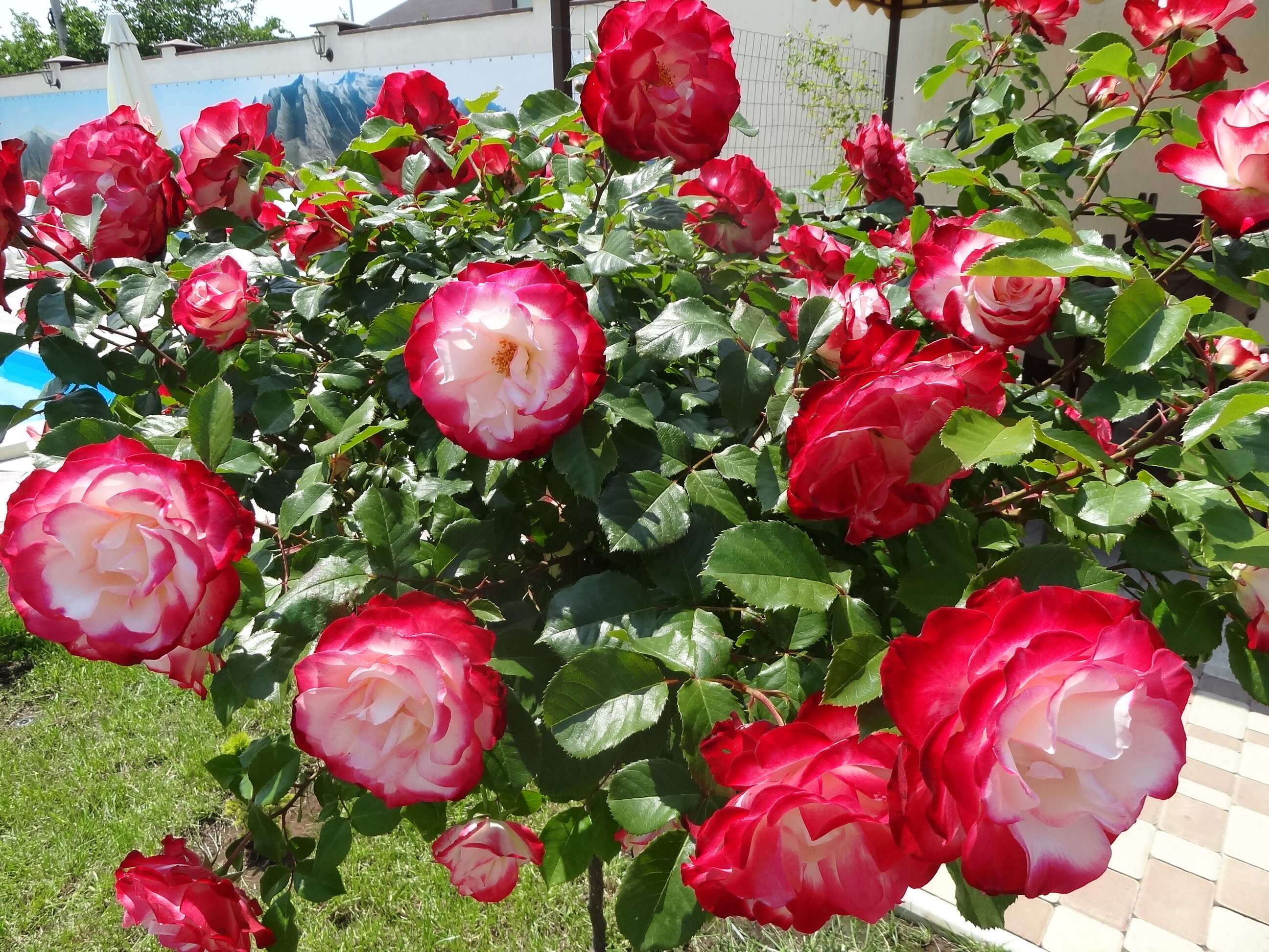 Фото Севастопольская усадьба