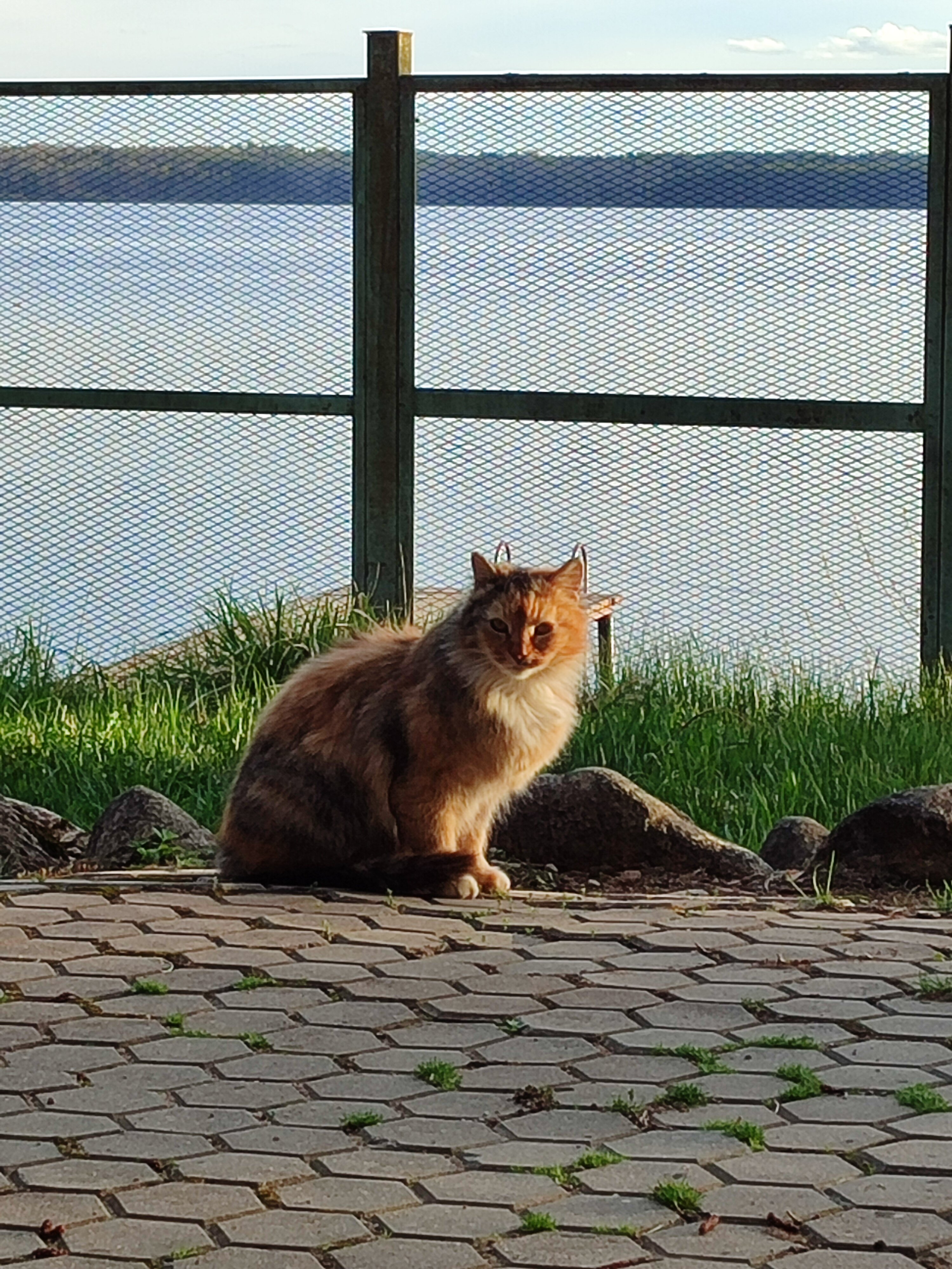 Фото Можжевеловый бор