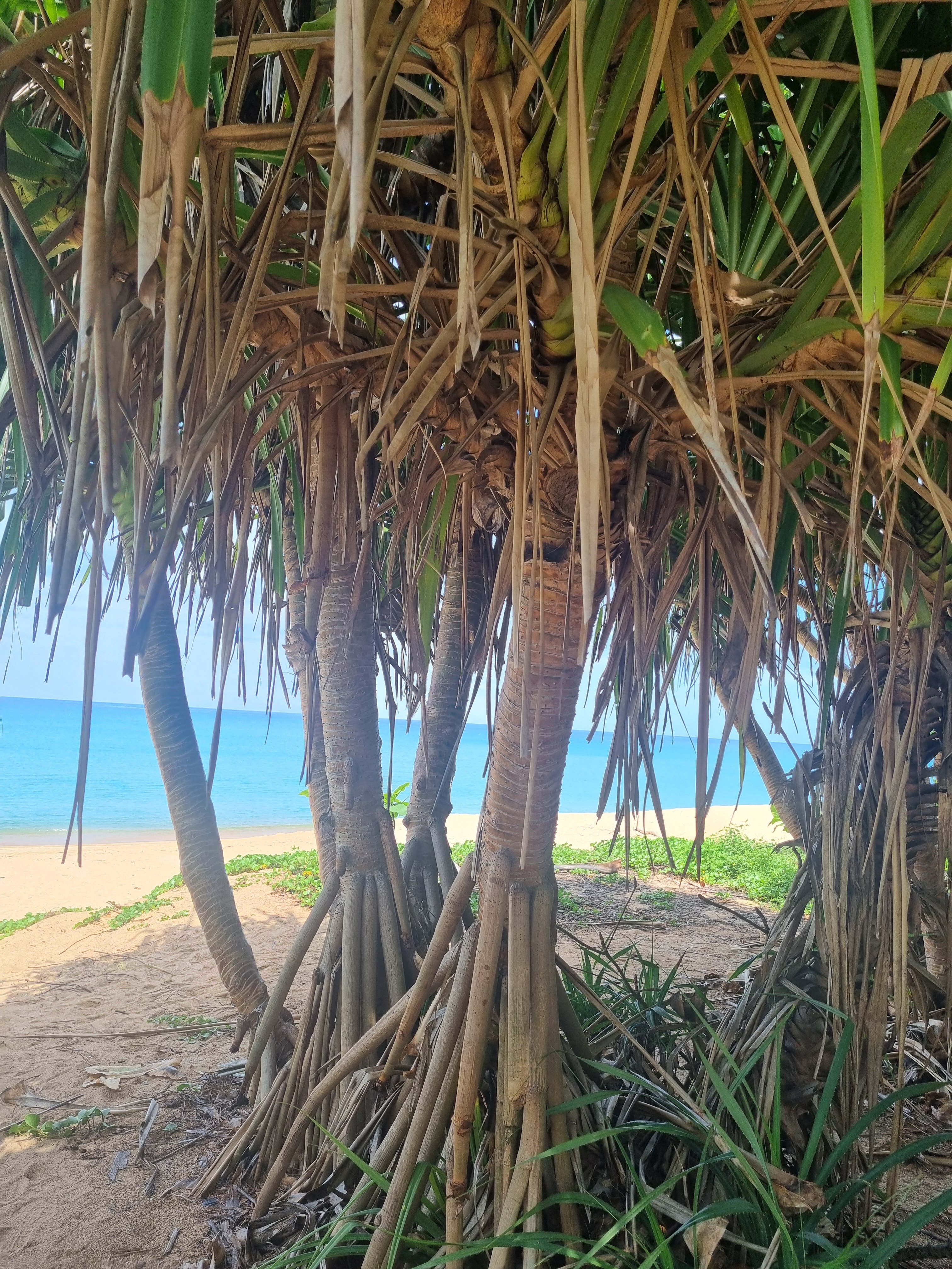 Фото D Varee Mai Khao Beach