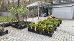 Магнолия жизнь (Traktovaya ulitsa, 2Б), garden center