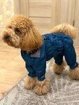 McDog.ru (Prosvescheniya Avenue, 54), pet shop