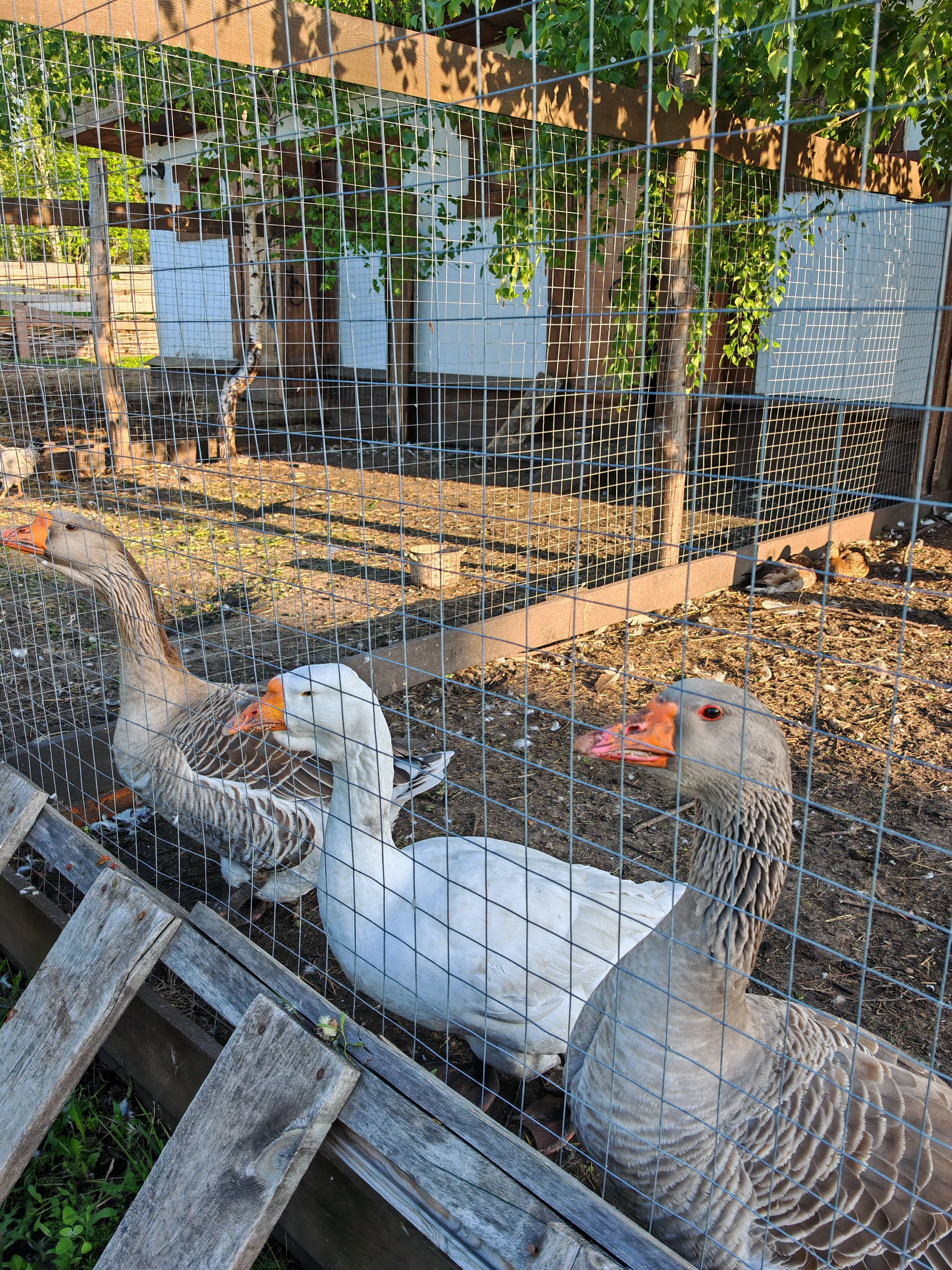 Фото Своя ферма