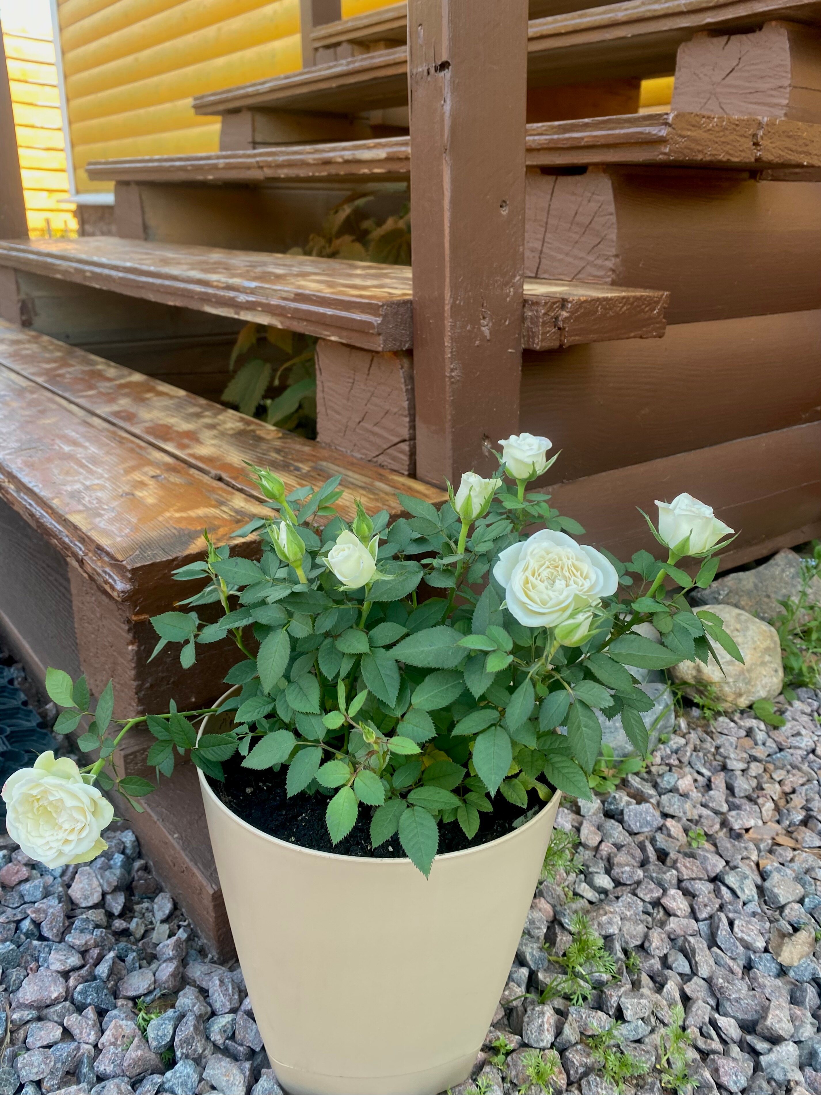 Фото Берлога люкс