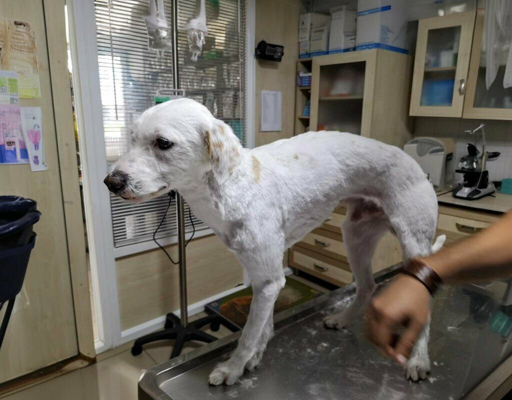 Veterinary clinic Pati Veterinary Clinic, Samsun, photo