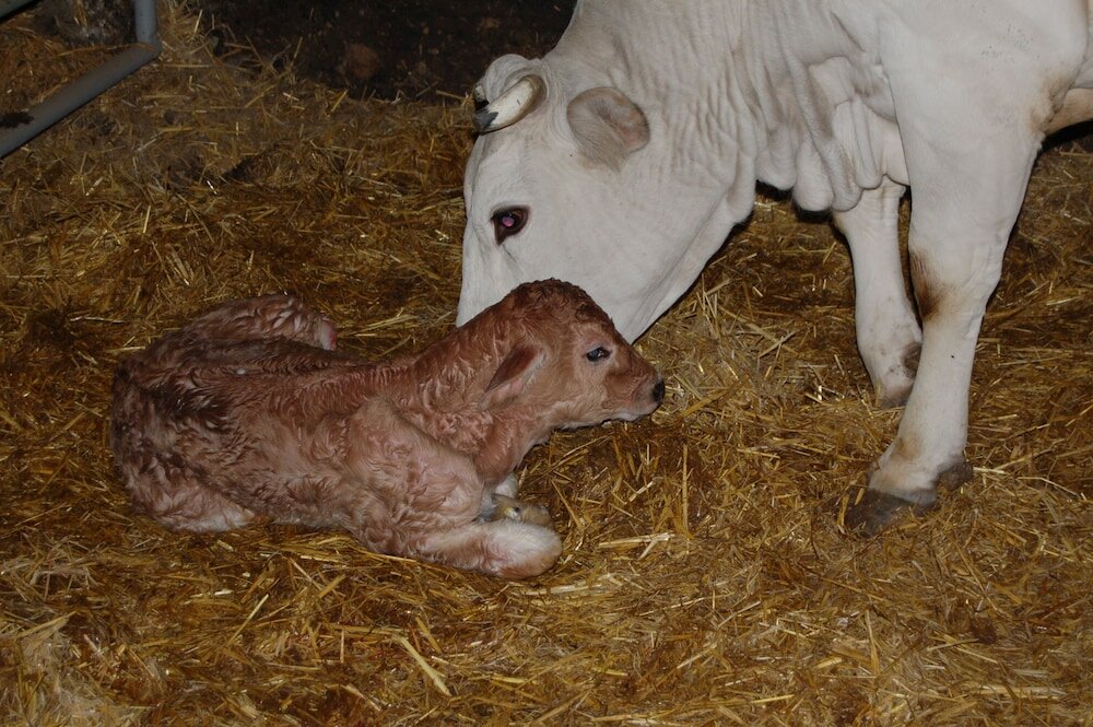 Фото Agriturismo Casale dei Frontini