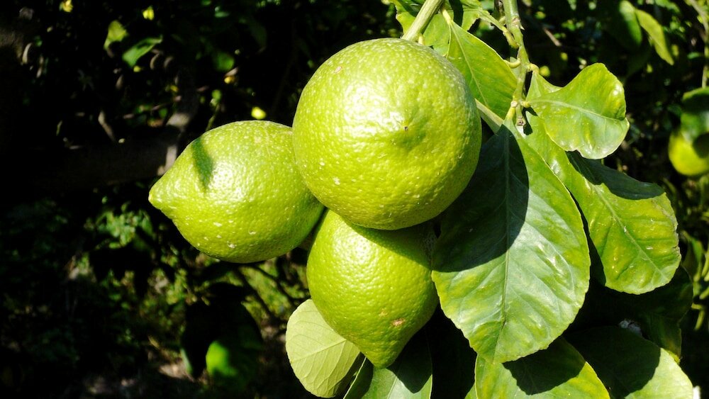 Фото La Terra del Mezzo