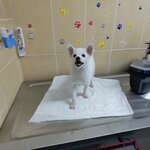 Canseven Veterinary Clinic (Antalya, Muratpasa District, Yildiz Neighborhood, Yildiz Avenue, 42), veterinary clinic