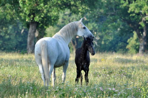 Фото Hotel Maestoso