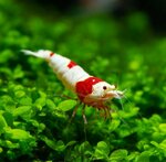 R&g Aqua Al Barsha (837, Sheikh Zayed Road, Dubai), aquariums