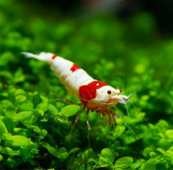 Aquariums R&g Aqua Al Barsha, Dubai, photo