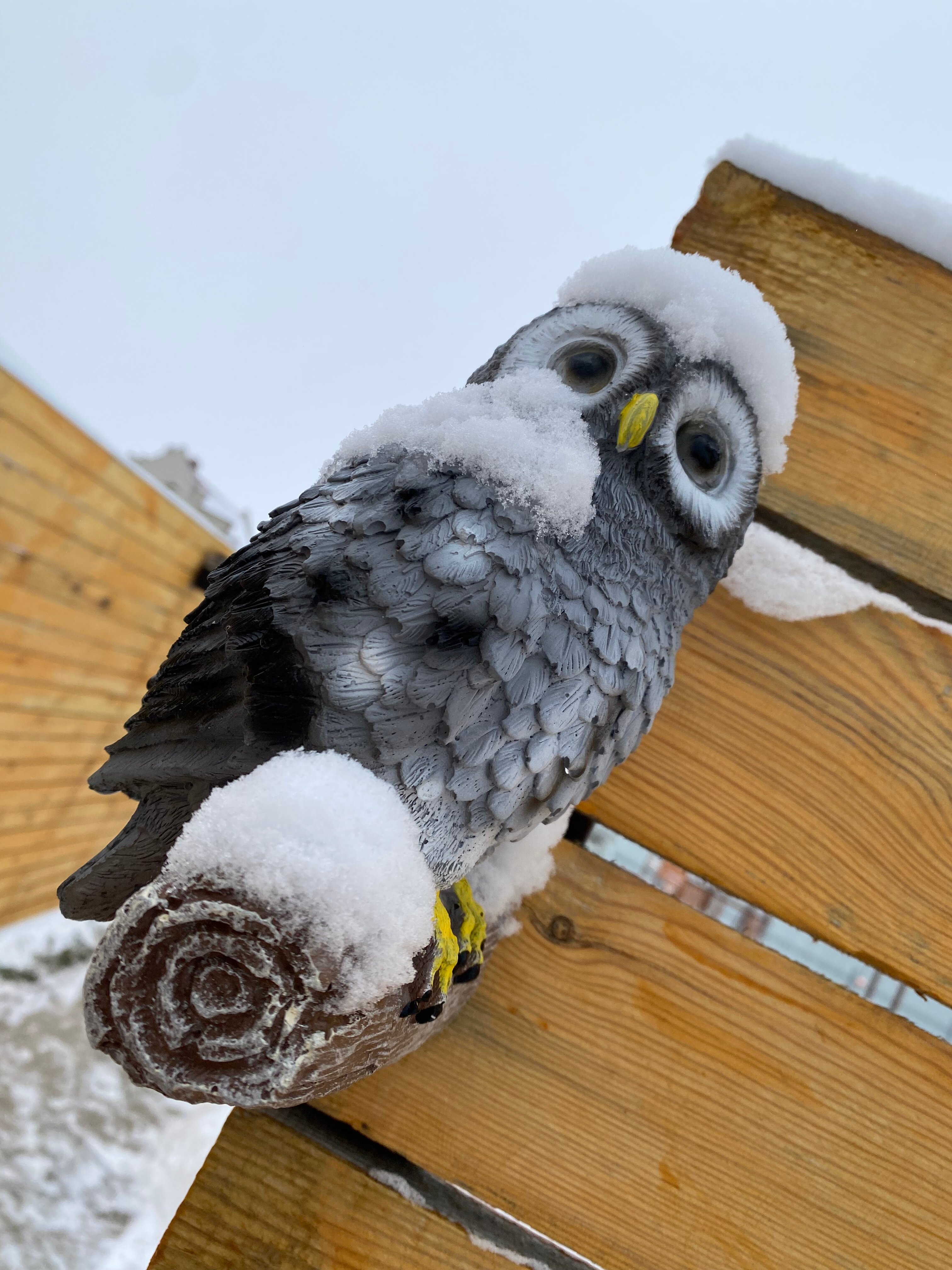 Фото Совушка