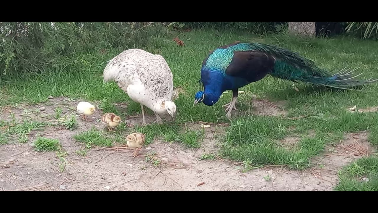 Фото Эко-горный