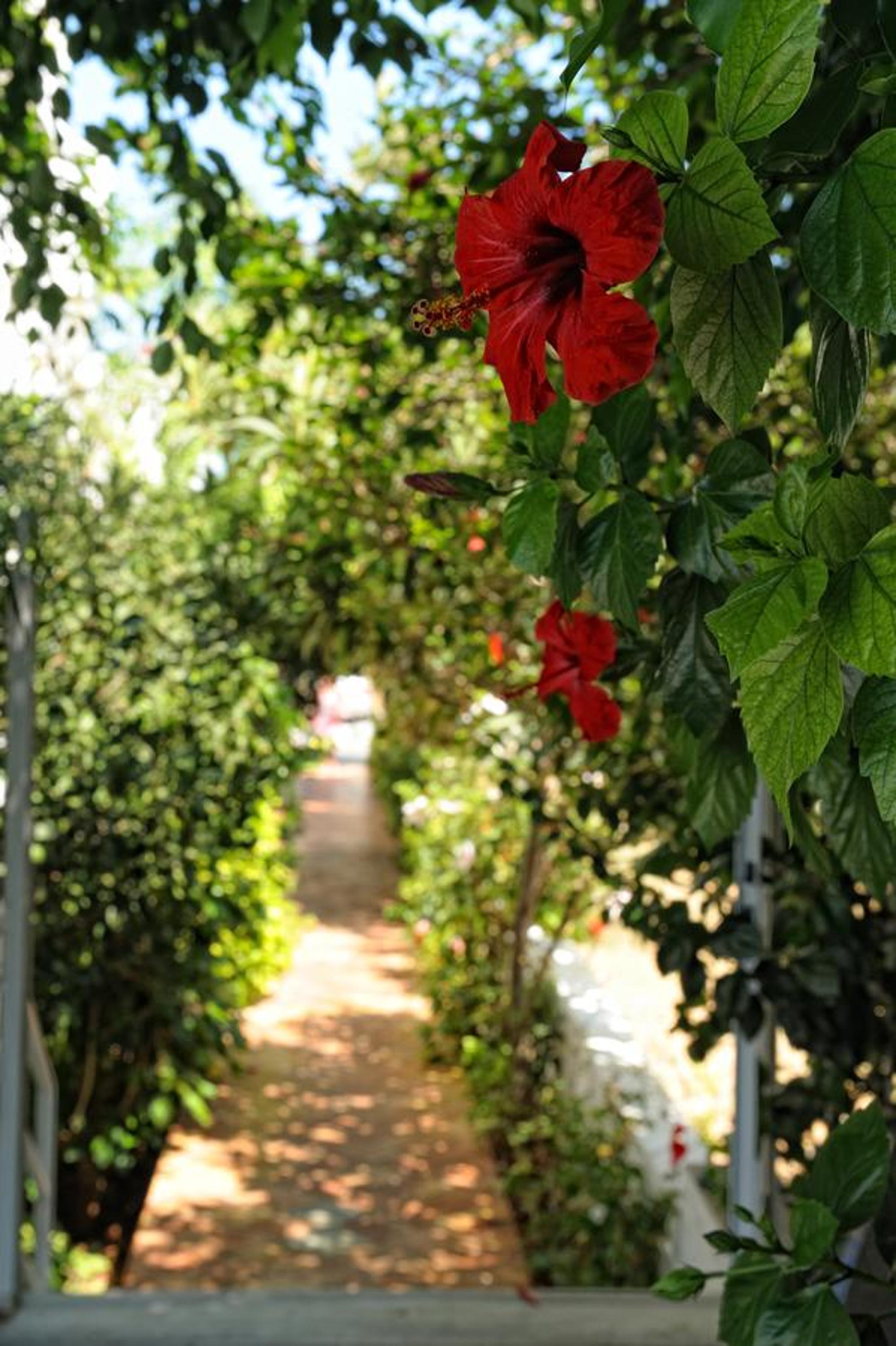 Фото Melissa Apartments