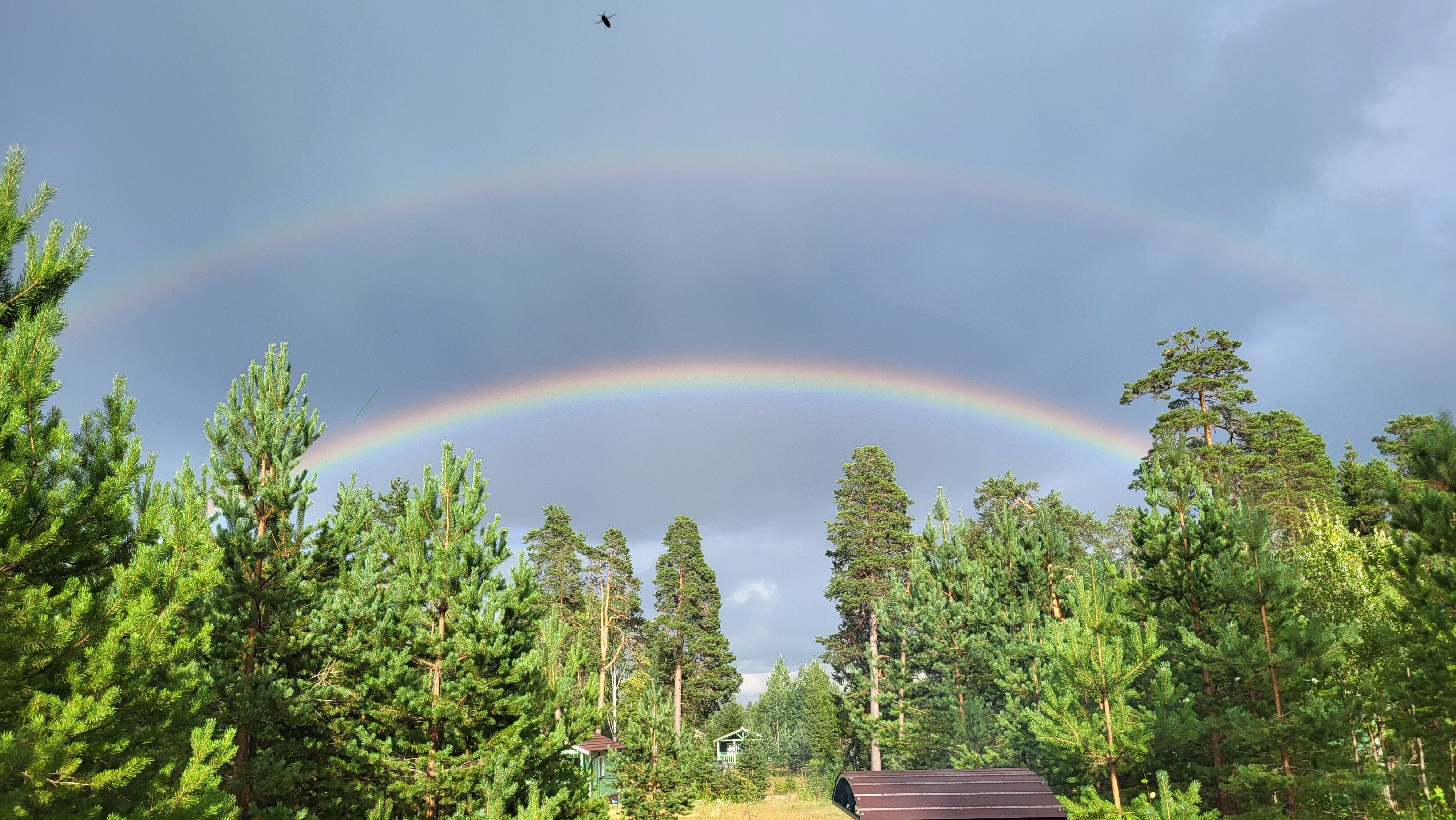 Фото Вереск