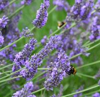 Фото Hotel Lavendelhof & Eselhof Nauen