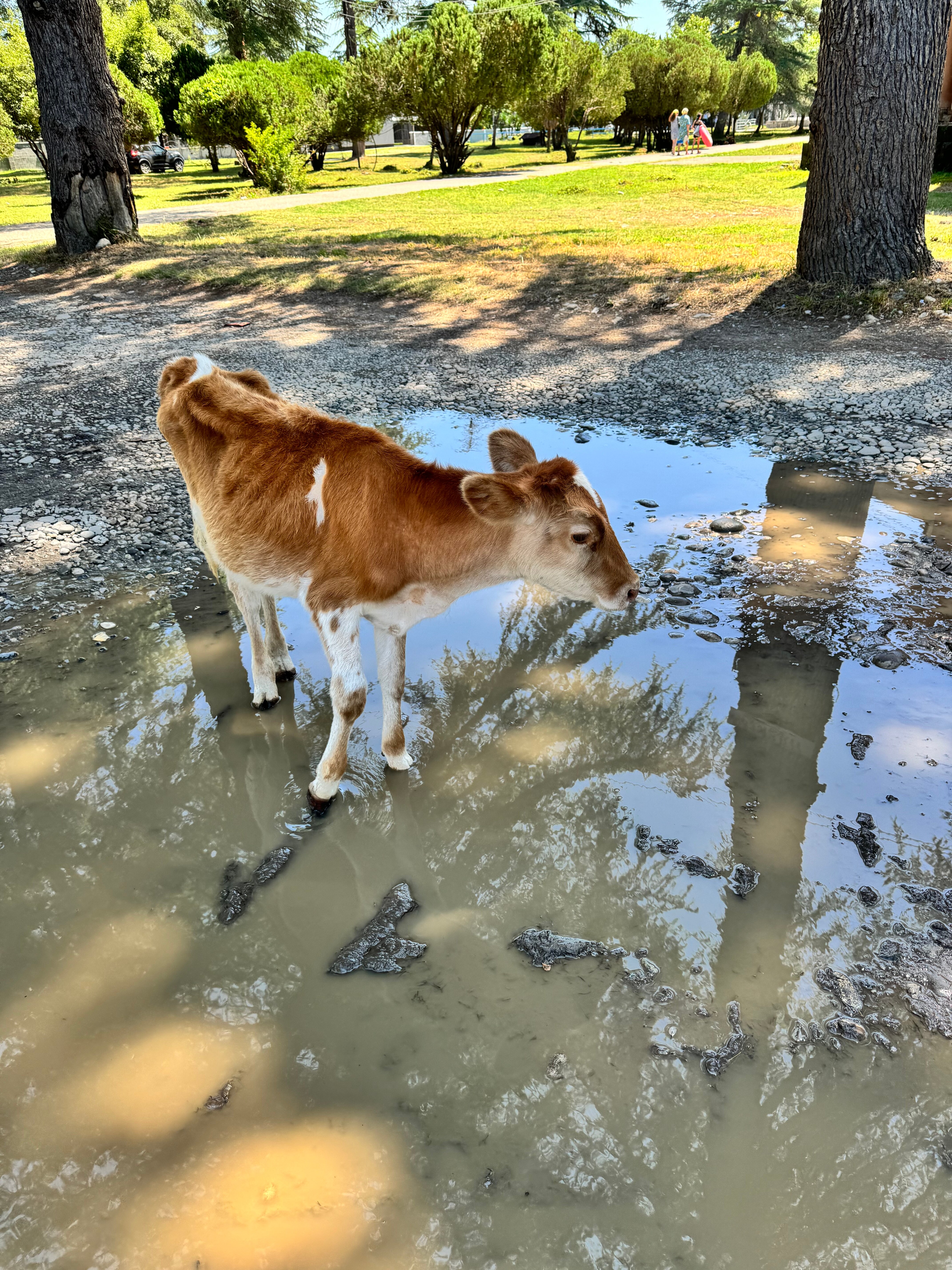 Фото Цитрус 1