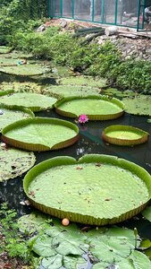 Zoo Thảo Cầm Viên Sài Gòn, Ho Chi Minh, photo