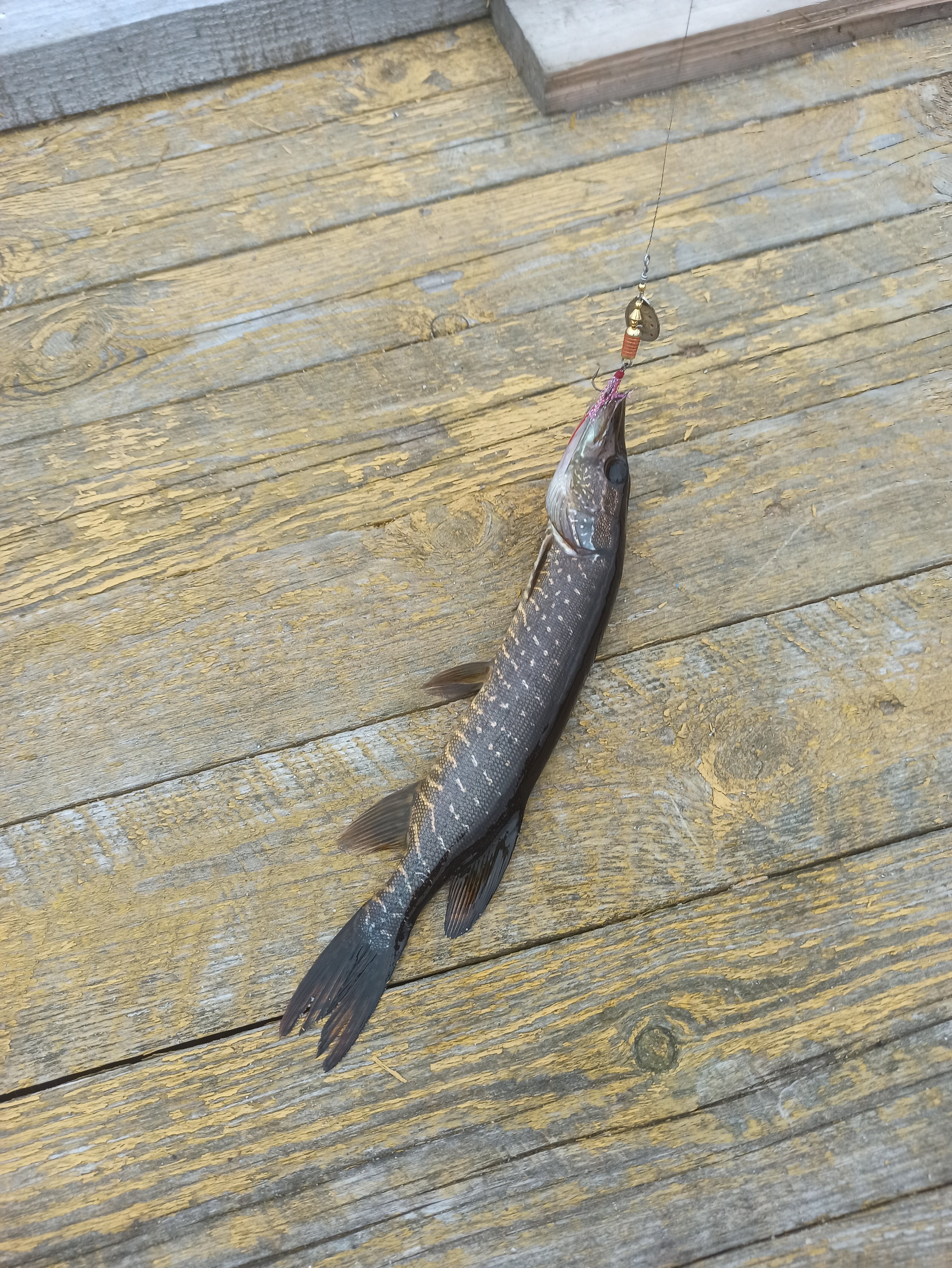 Фото Вегарус