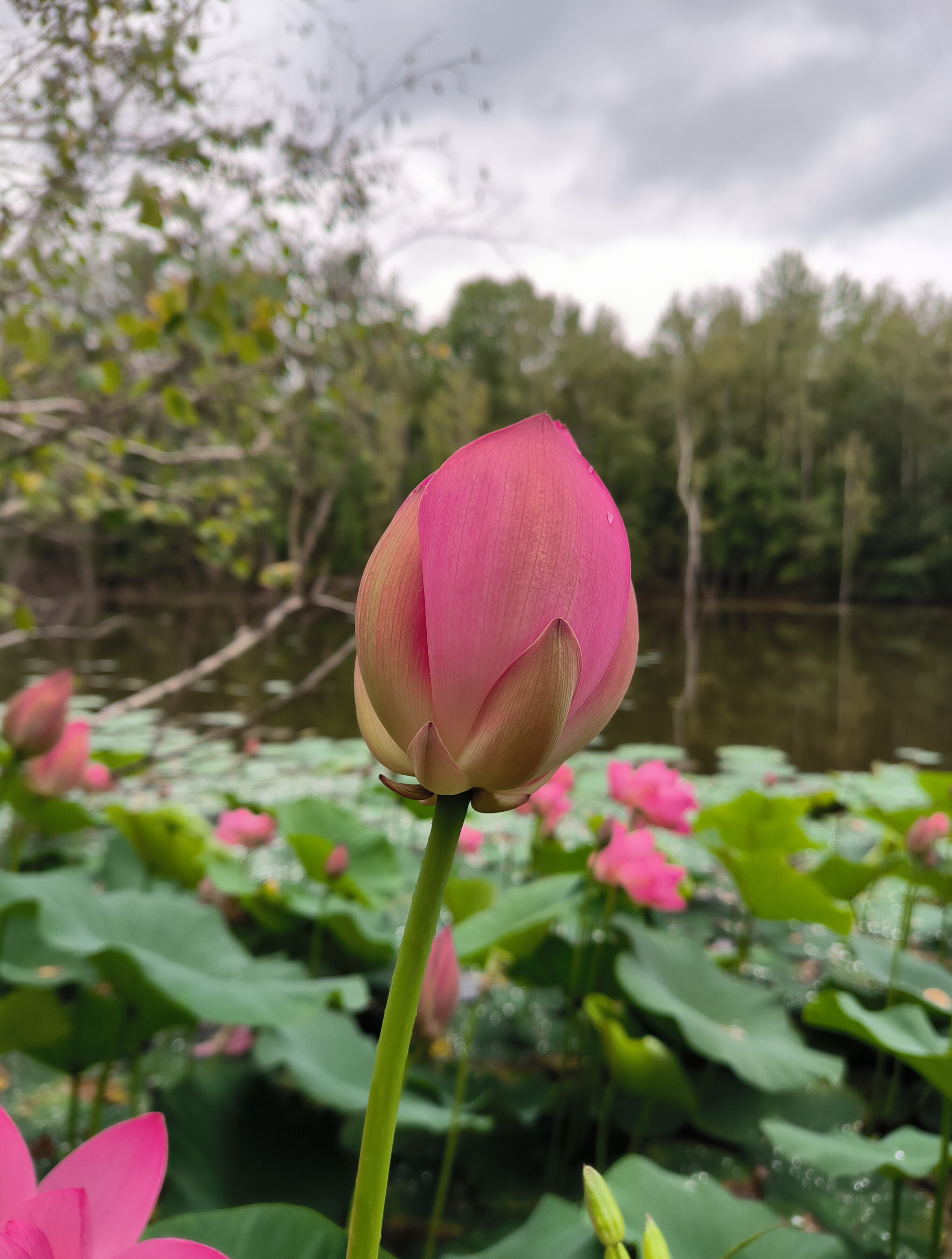 Фото Шале на воде