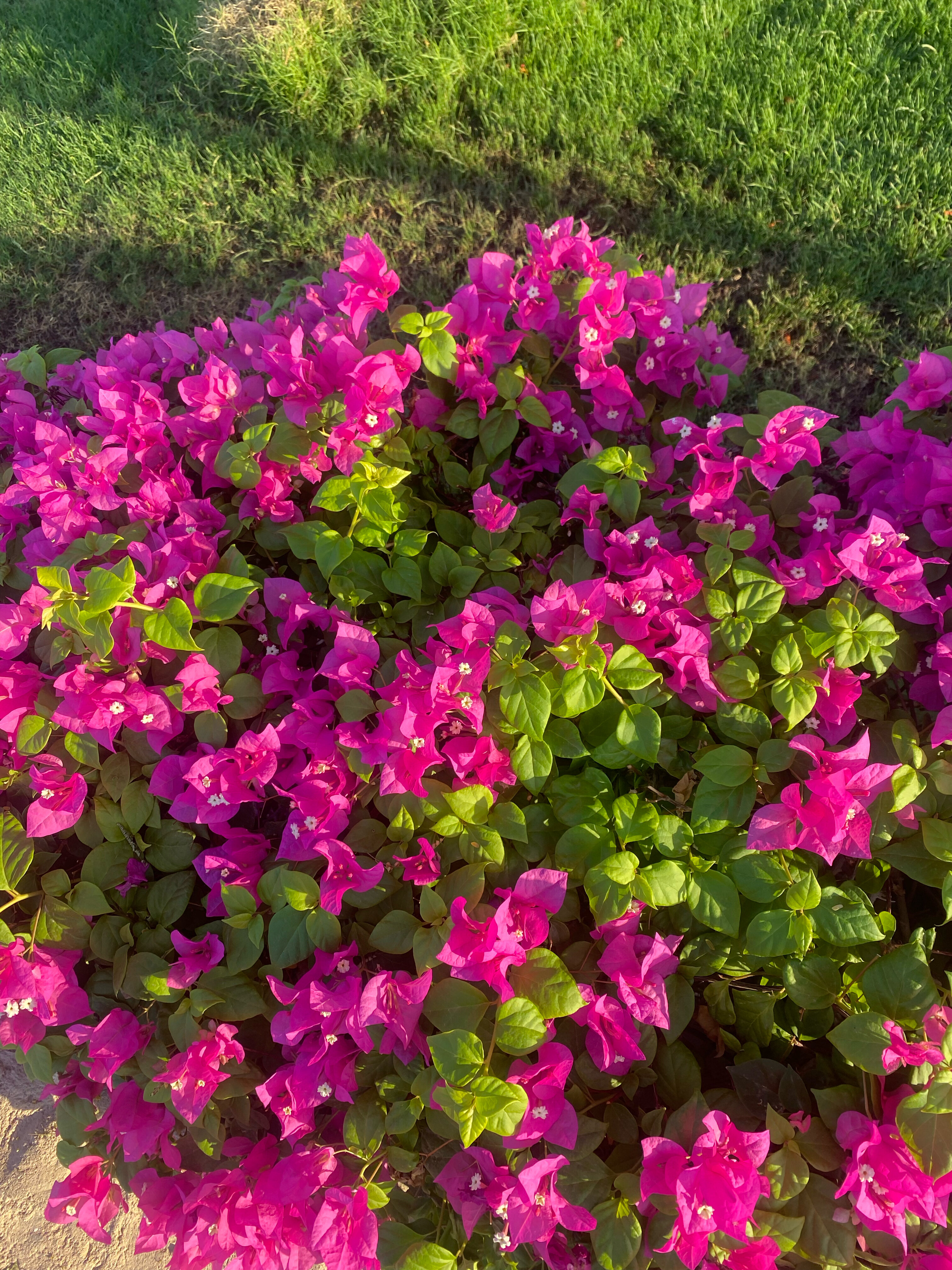 Фото Jaz Fayrouz