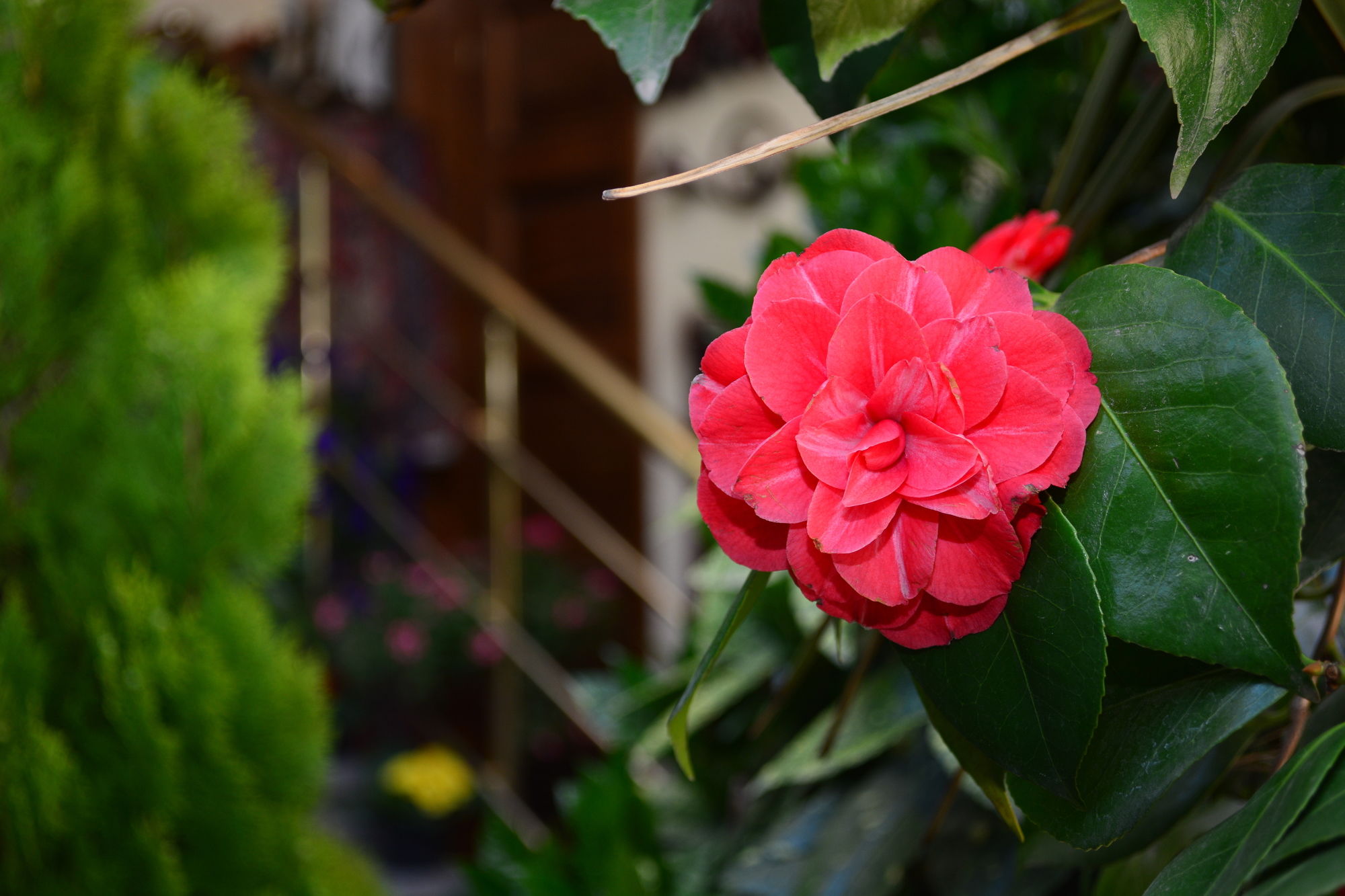 Фото British House