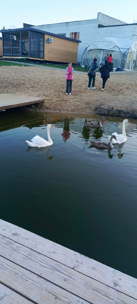 Фото Пильня