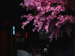 Tengu Lounge (Suvorova Street, 124), bar de cachimbas