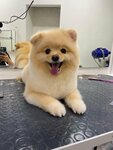 GroomWorking (Prostornaya Street, 14к1), salón de mascota, peluquería de animales
