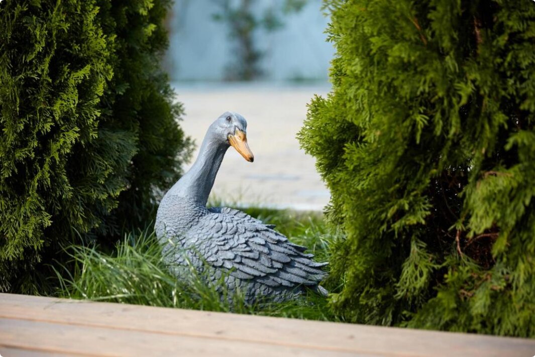 Фото Серый гусь