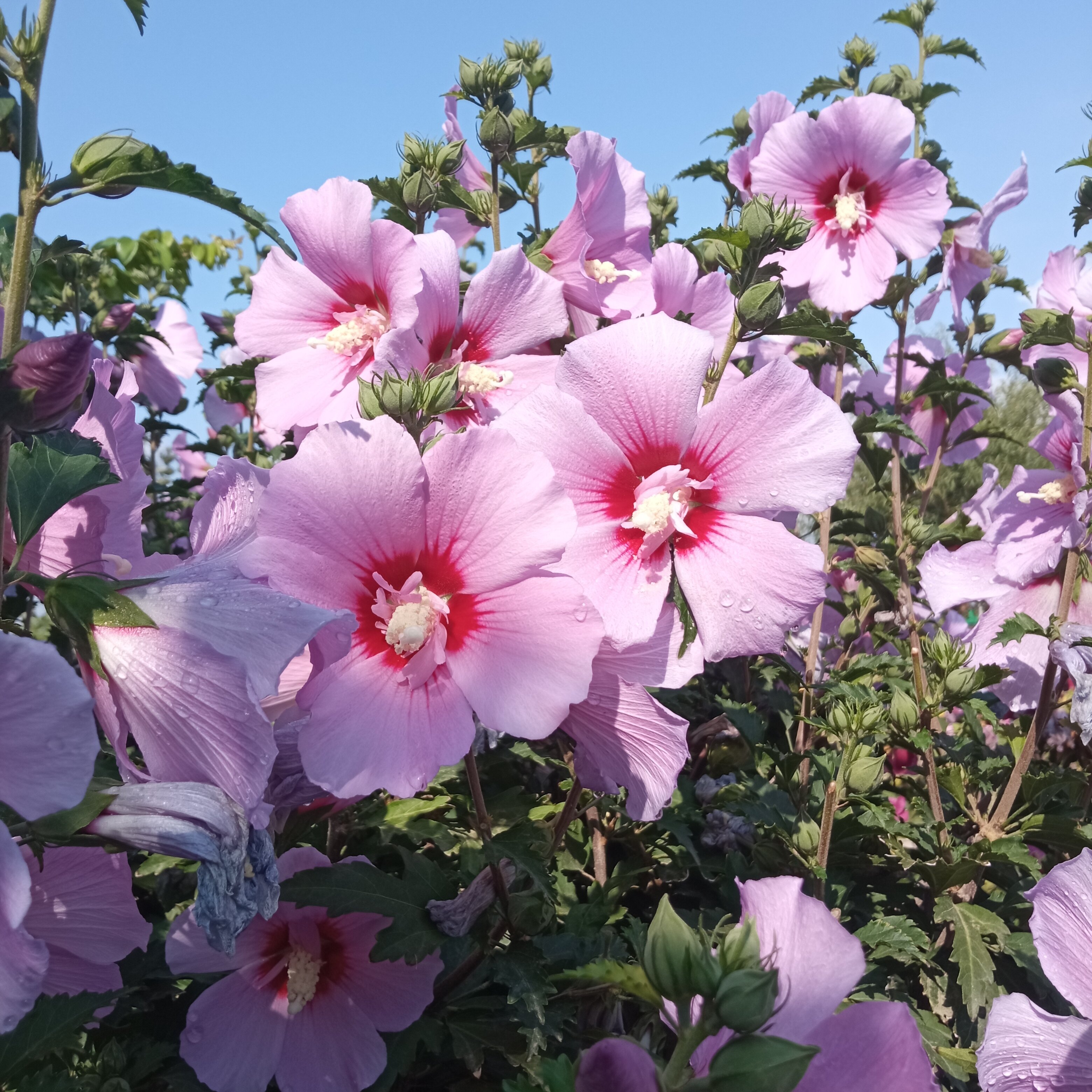 Фото Гранд Камелия