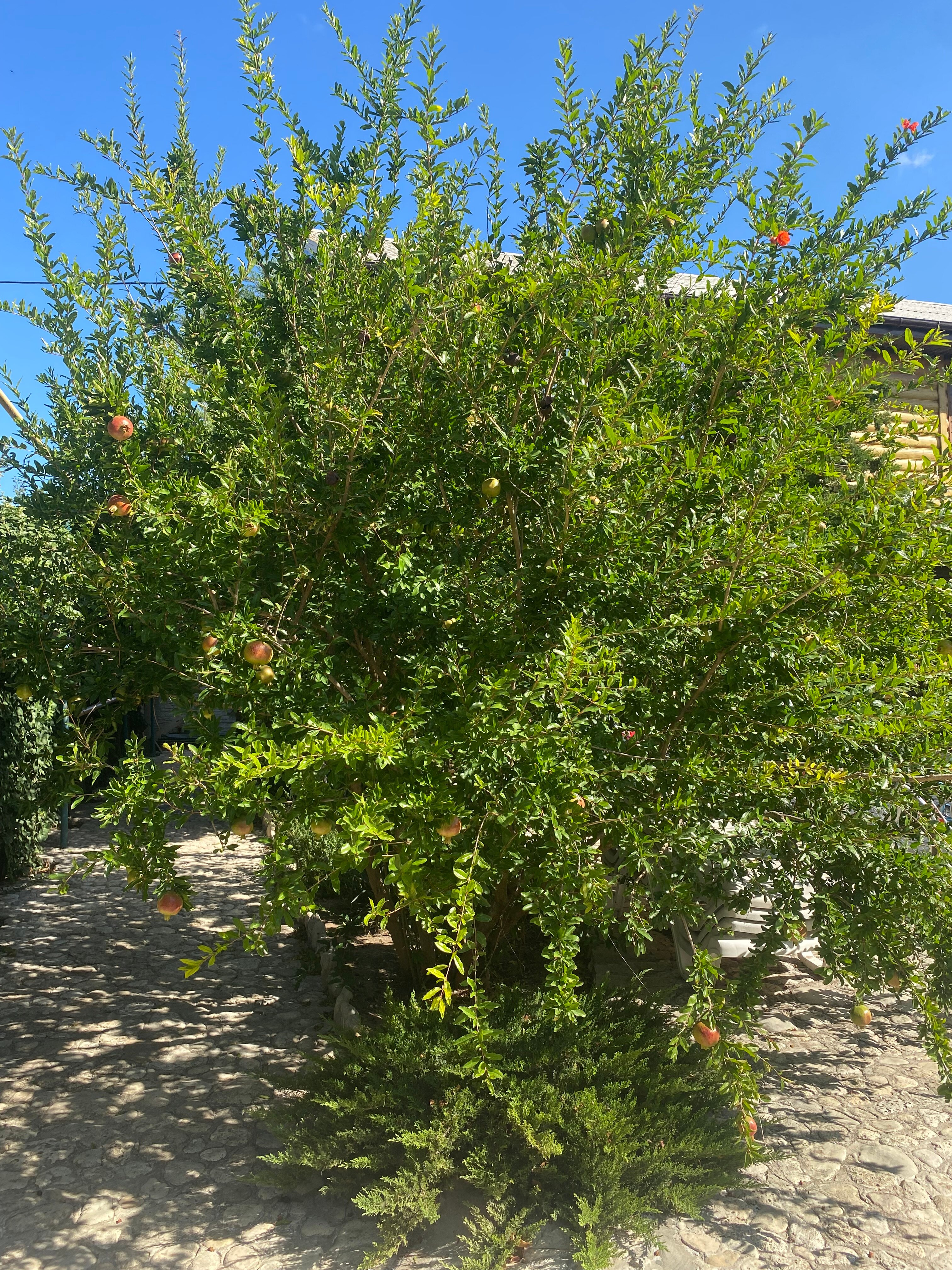 Фото Джангуль база Beach