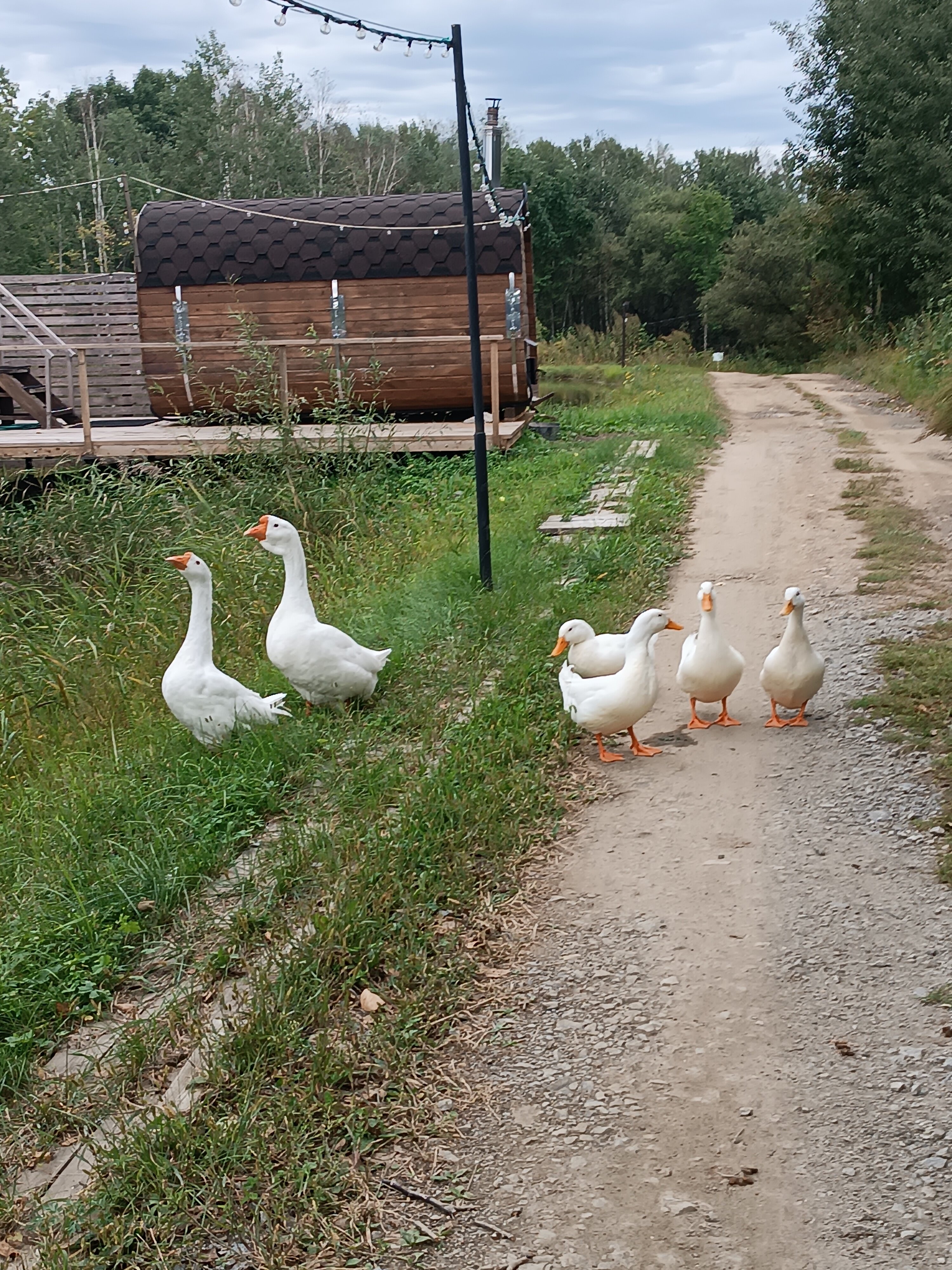 Фото Шале на воде