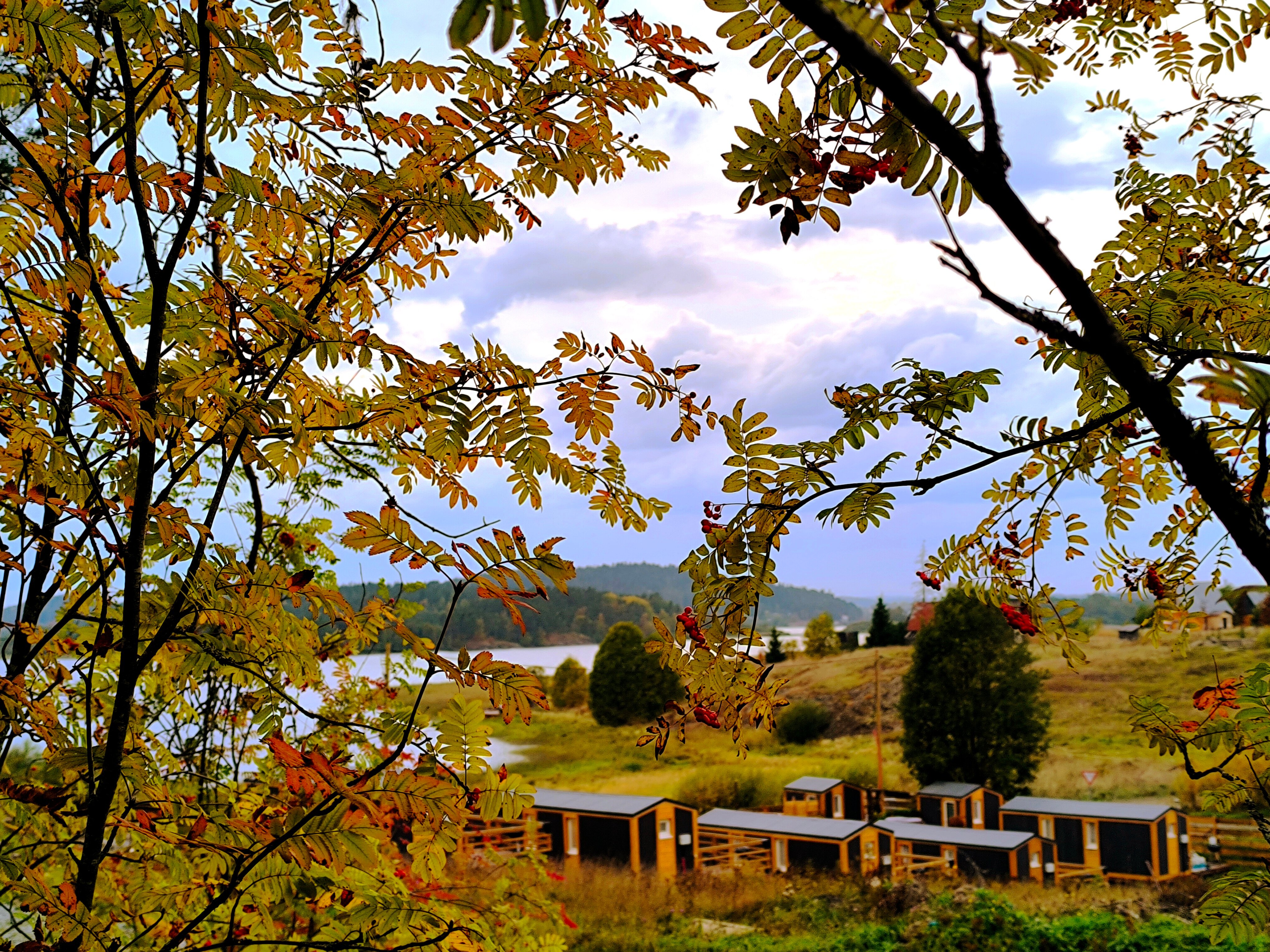 Фото Ёлки-Ладога