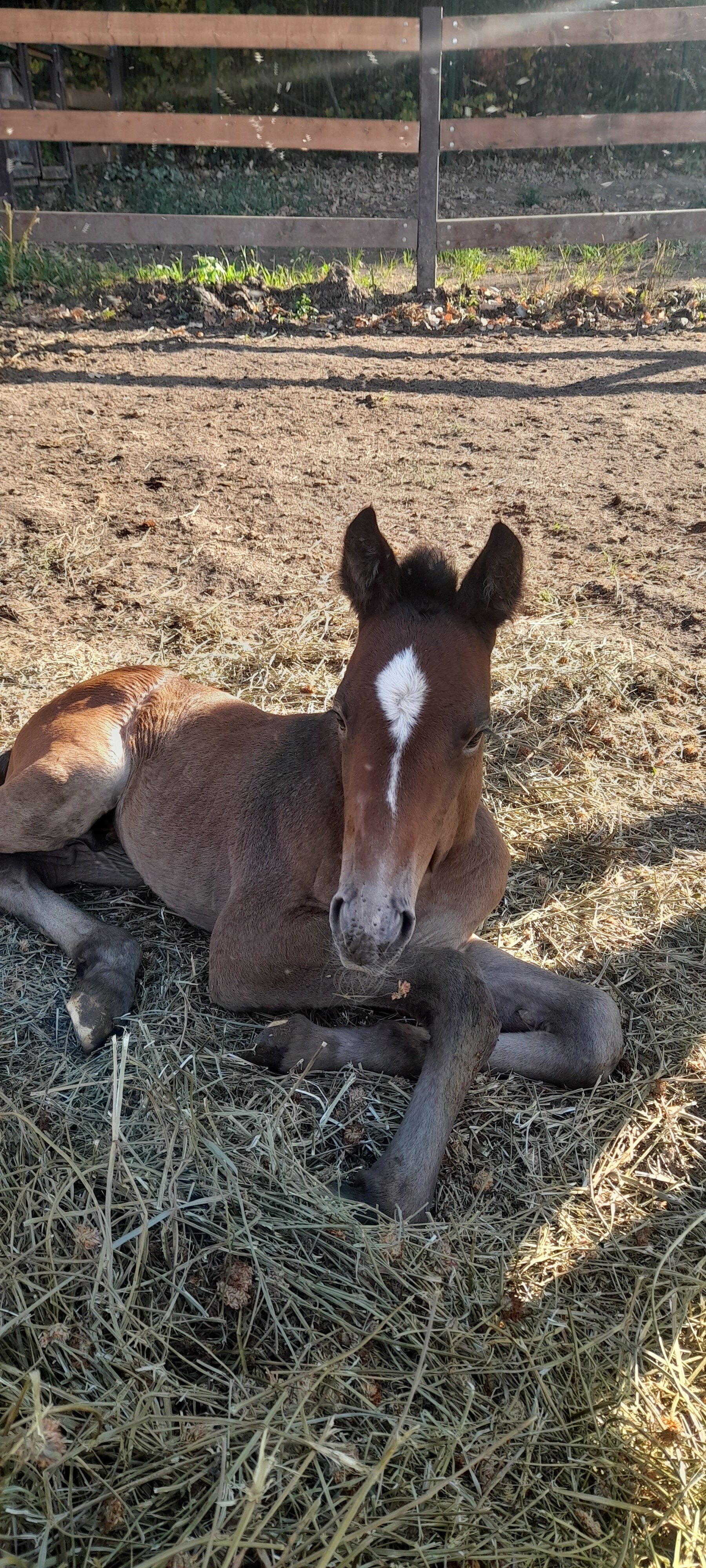Фото Ливадия