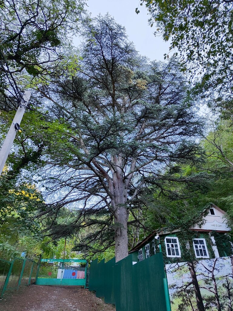 Nature Кедр ливанский, Krasnodar Krai, photo