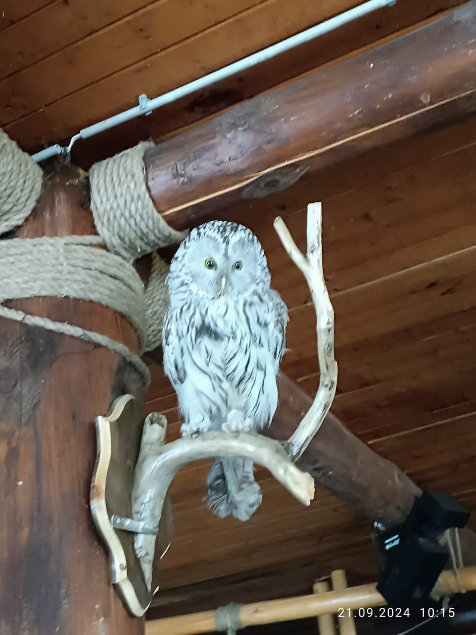 Фото Белая сова