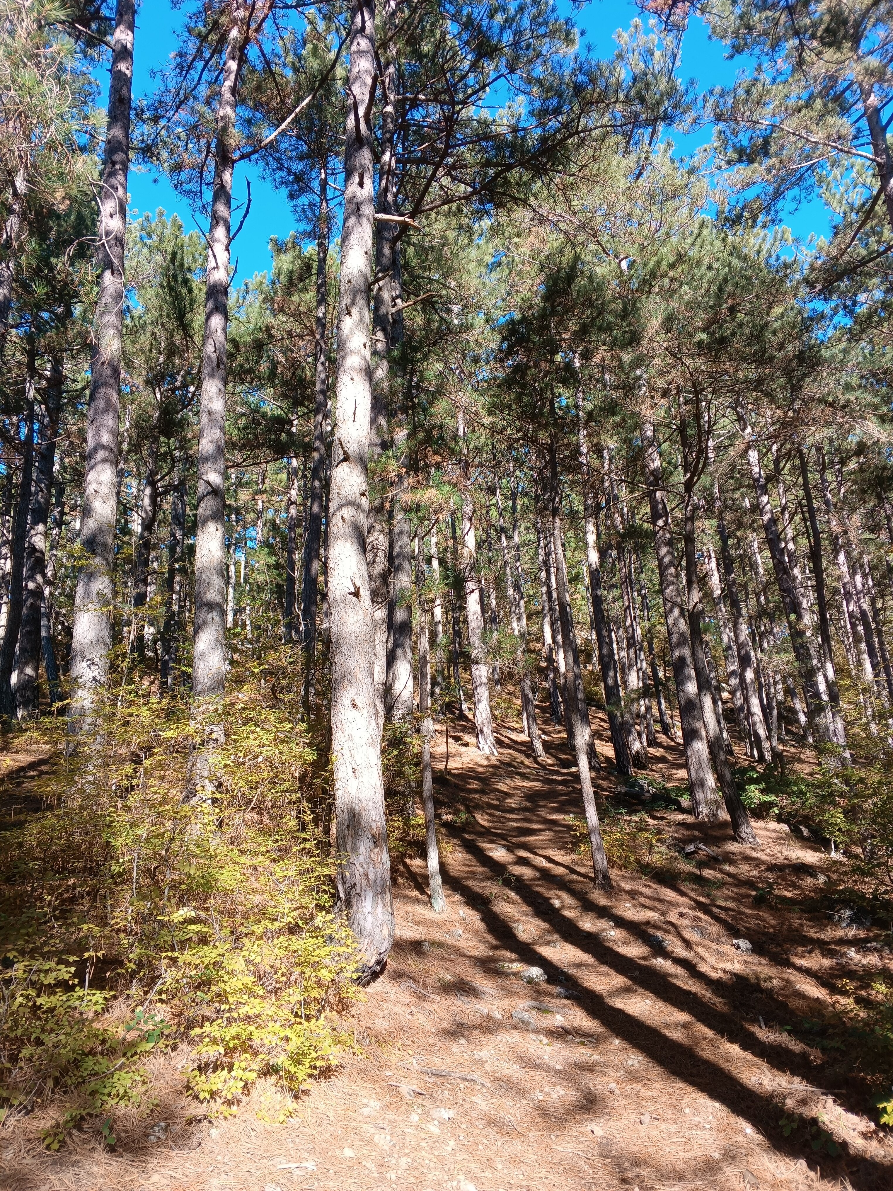 Фото Пальмира