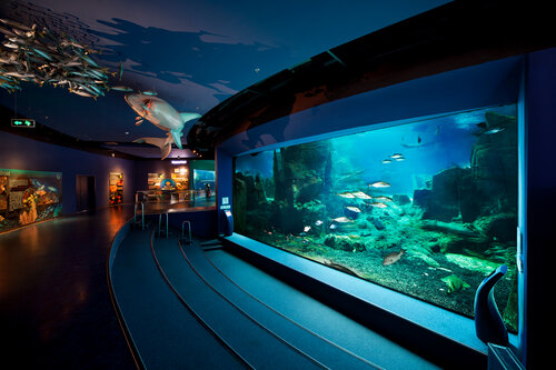 İstanbul Aquarium (İstanbul, Bakirkoy District, Şenlikköy Mah., Yeşilköy Halkalı Cad., 93), oceanarium
