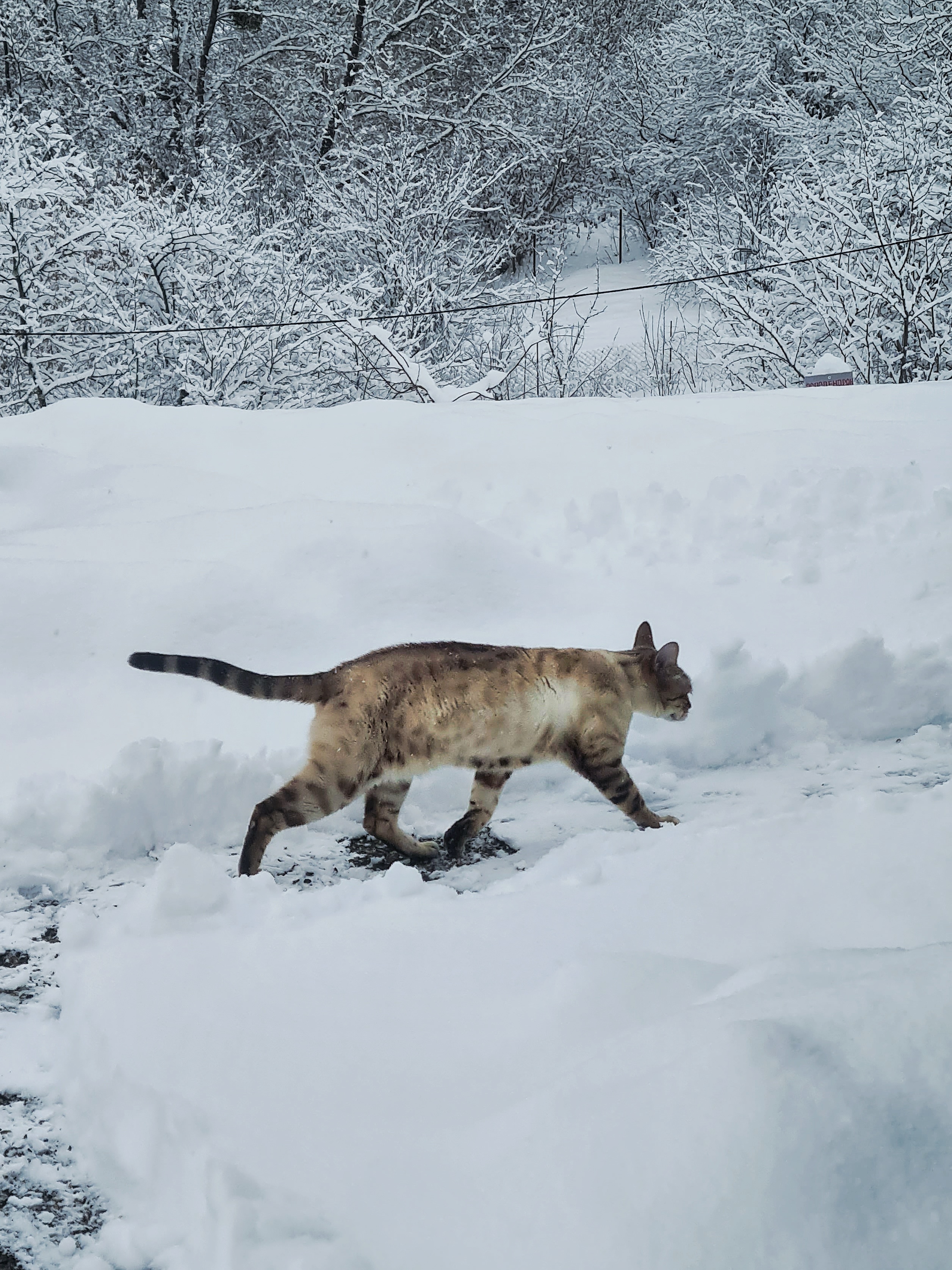 Фото Риал Лаго Наки