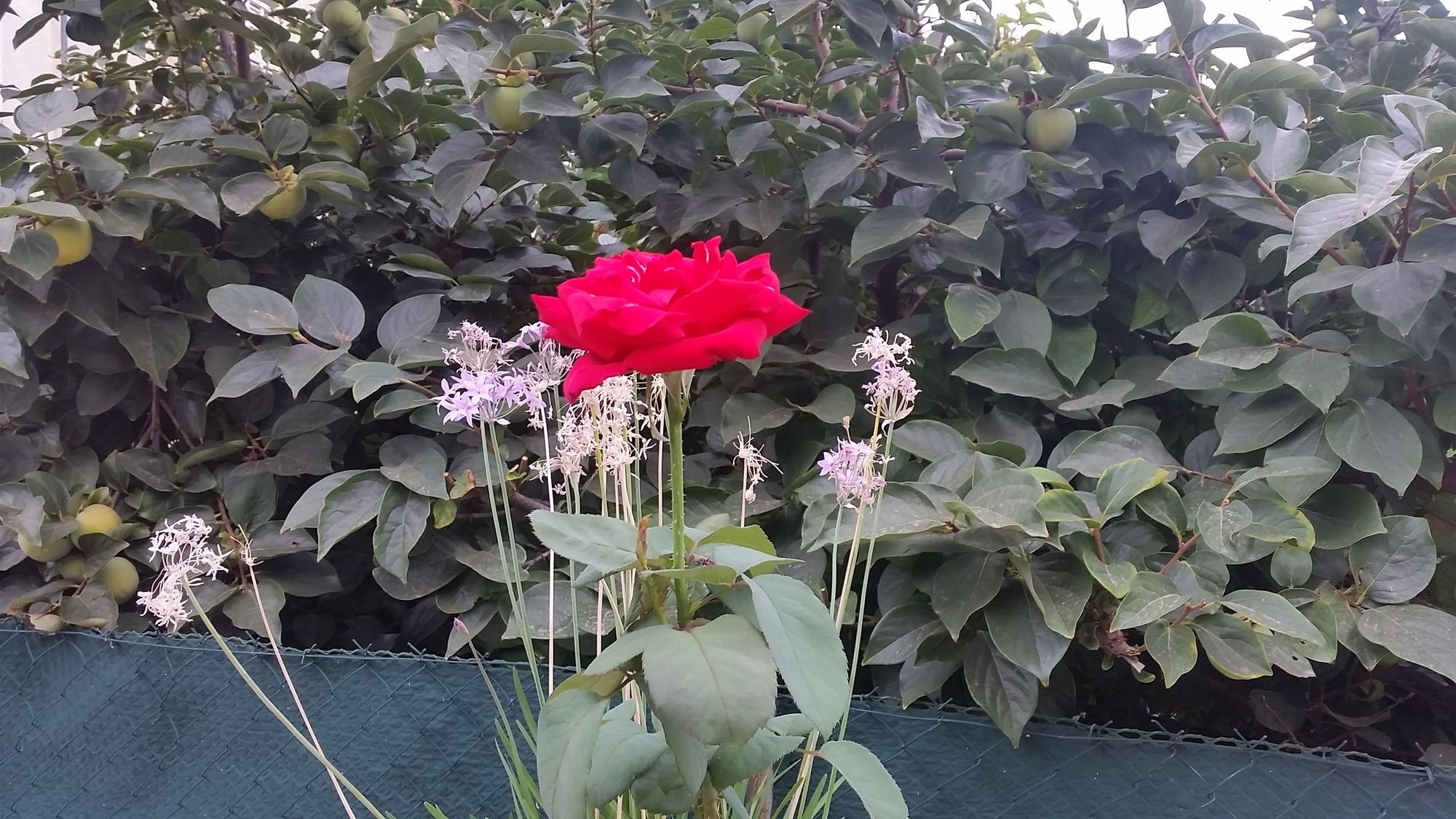 Фото B&b Villa Blanche