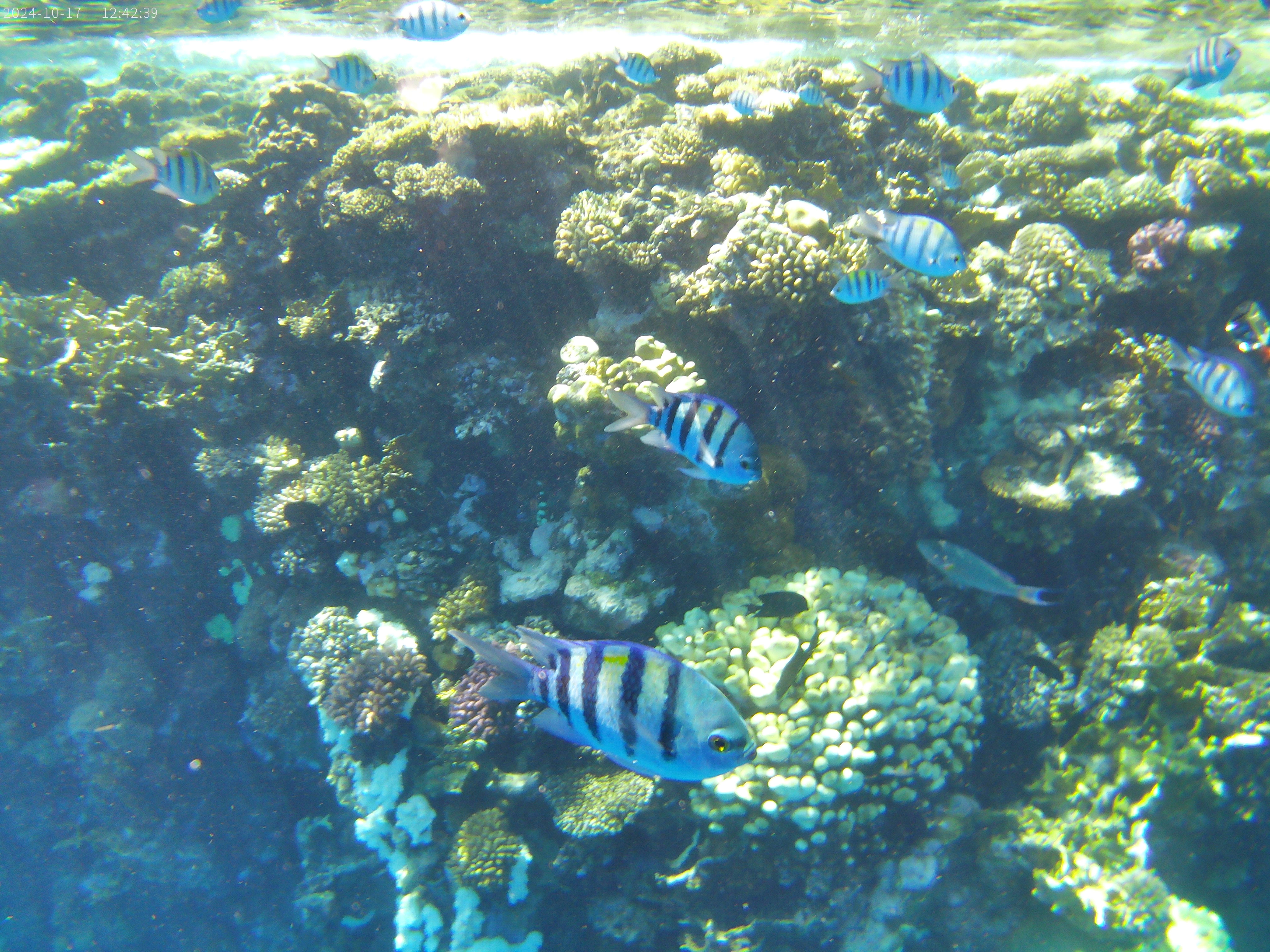 Фото Sunrise Montemare Resort Grand Select