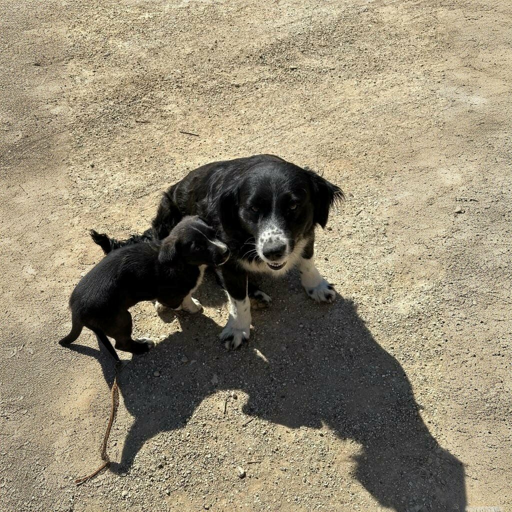 Veterinary clinic Isko Veterinary Clinic, Serik, photo