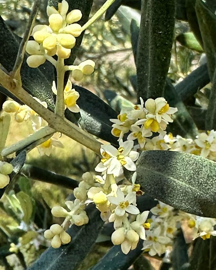 Industrial enterprise Olivantique, Foca, photo