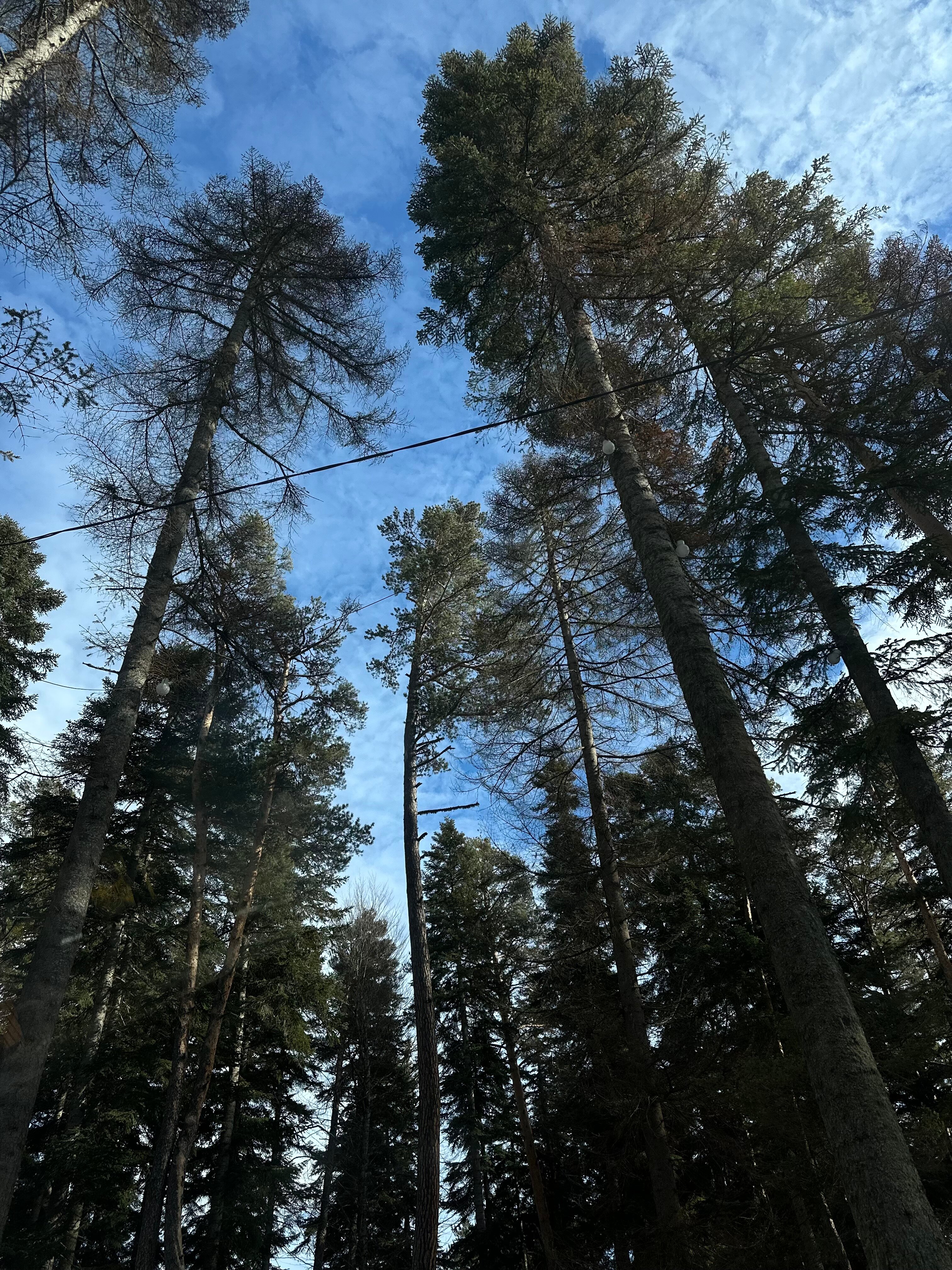 Фото Пихтовый парк